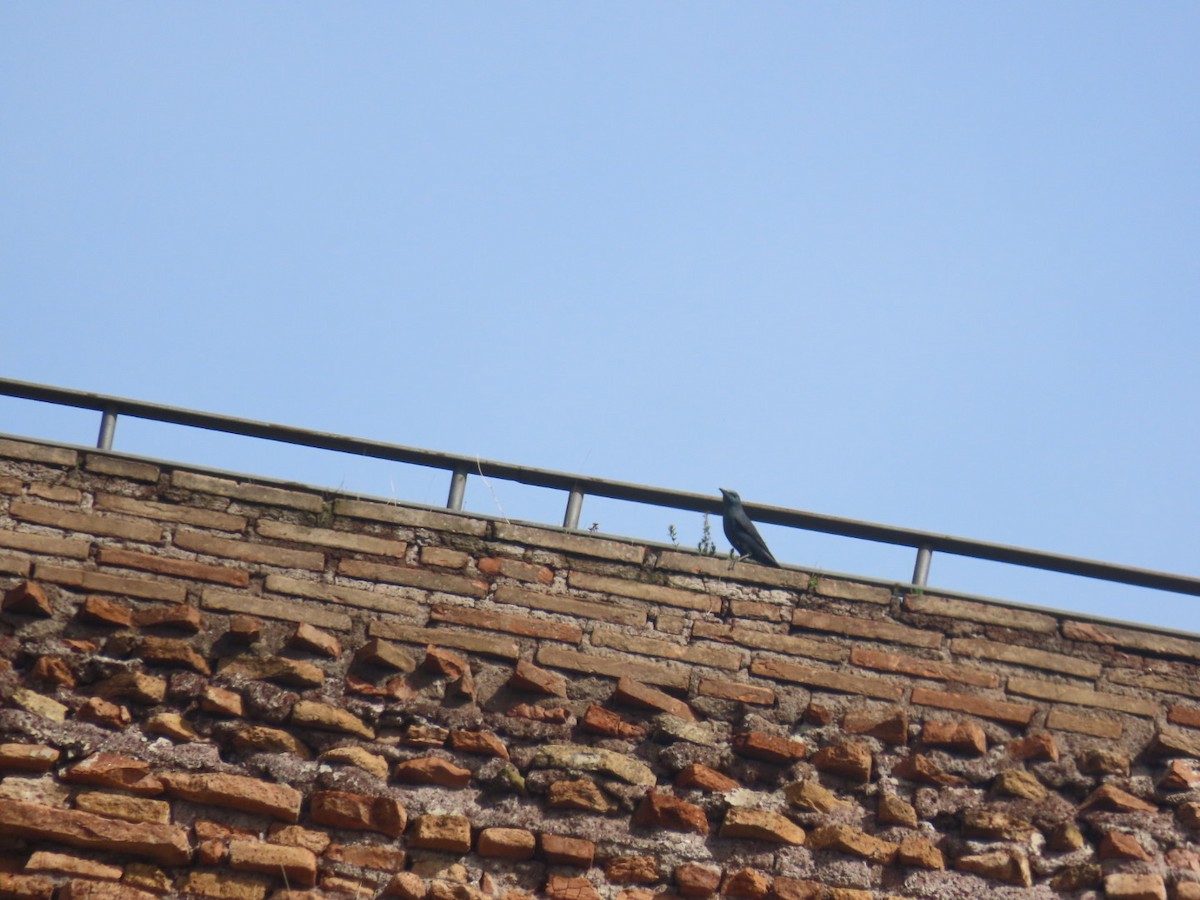 Monticole bleu - ML622069690