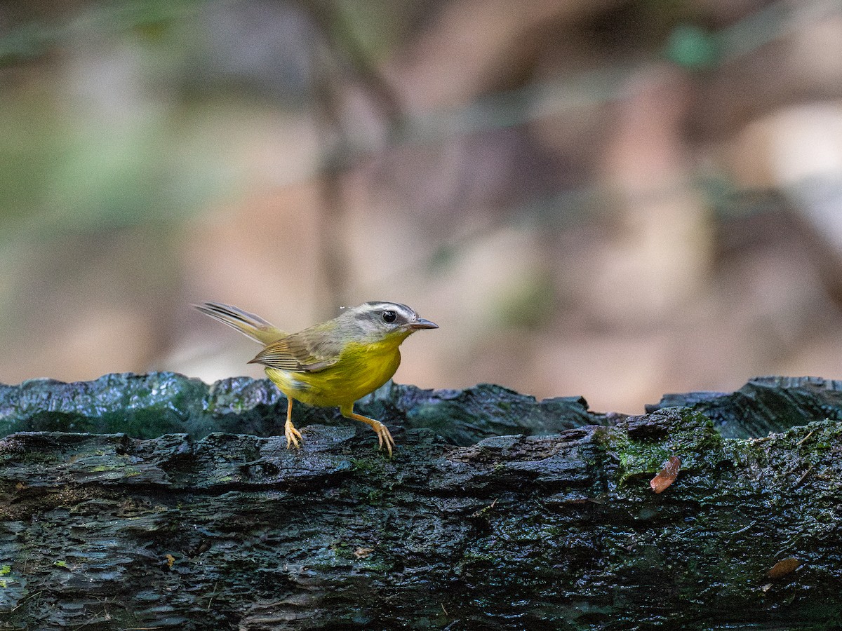 Golden-crowned Warbler - ML622069717
