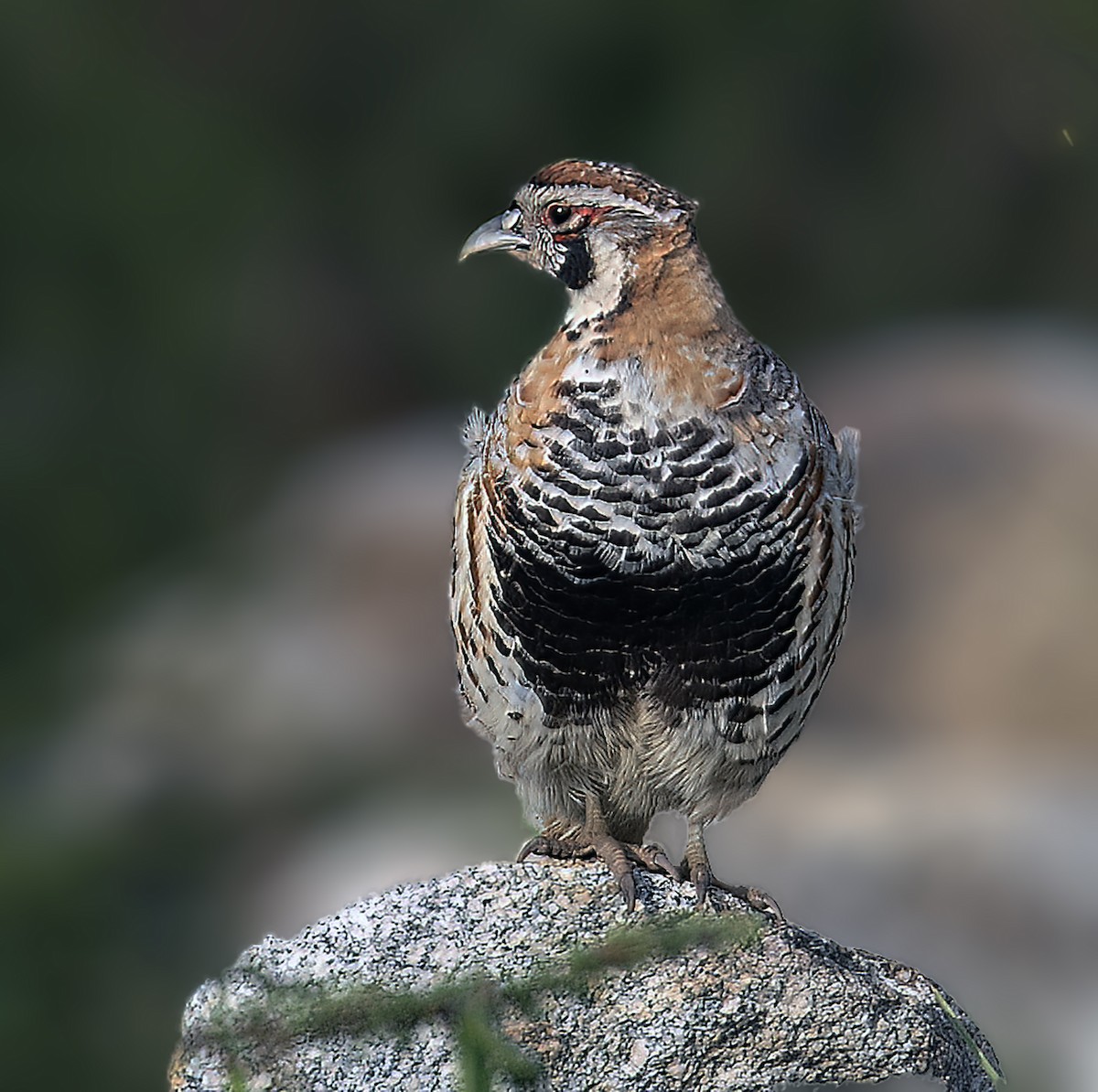 Tibetan Partridge - ML622069760