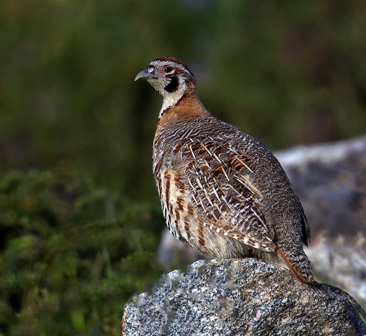 Tibetan Partridge - ML622069761