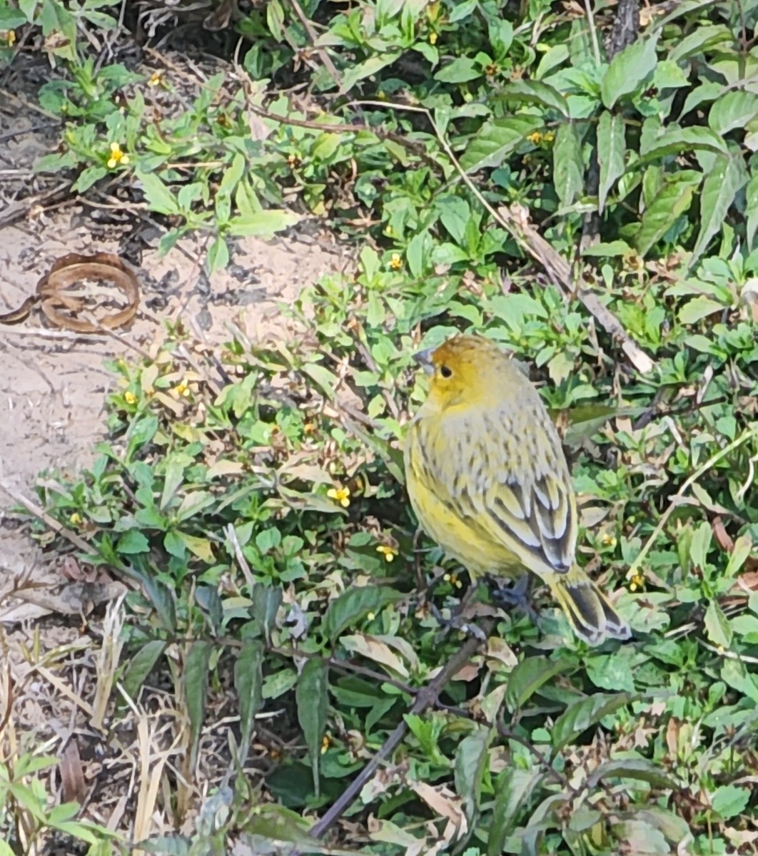 Saffron Finch - ML622069771