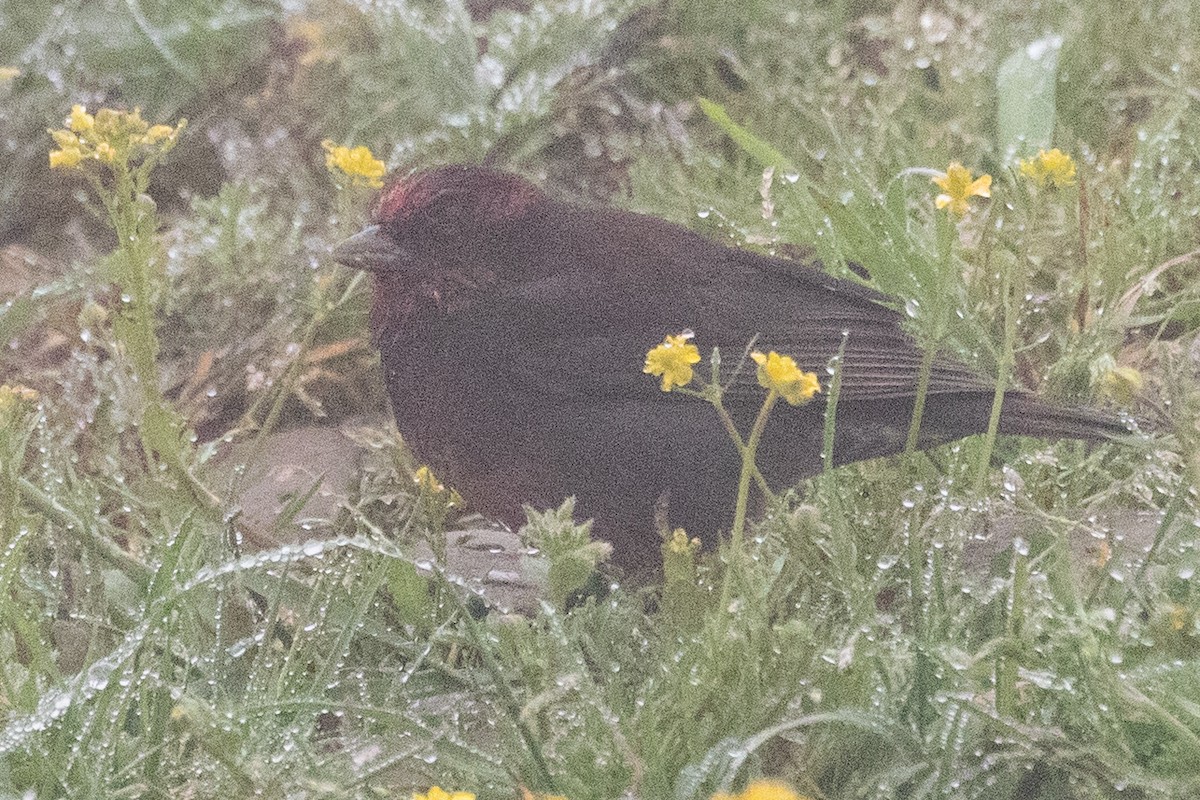 Dark-breasted Rosefinch - Sue Wright