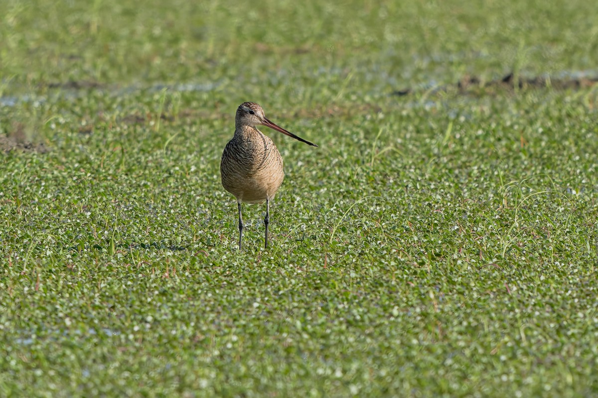 Marbled Godwit - ML622069966