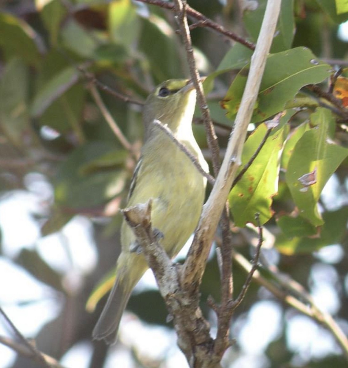 Thick-billed Vireo - ML622069979