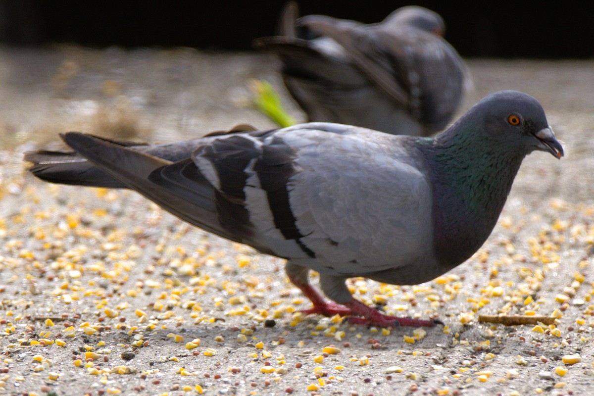 Rock Pigeon (Feral Pigeon) - ML622070007