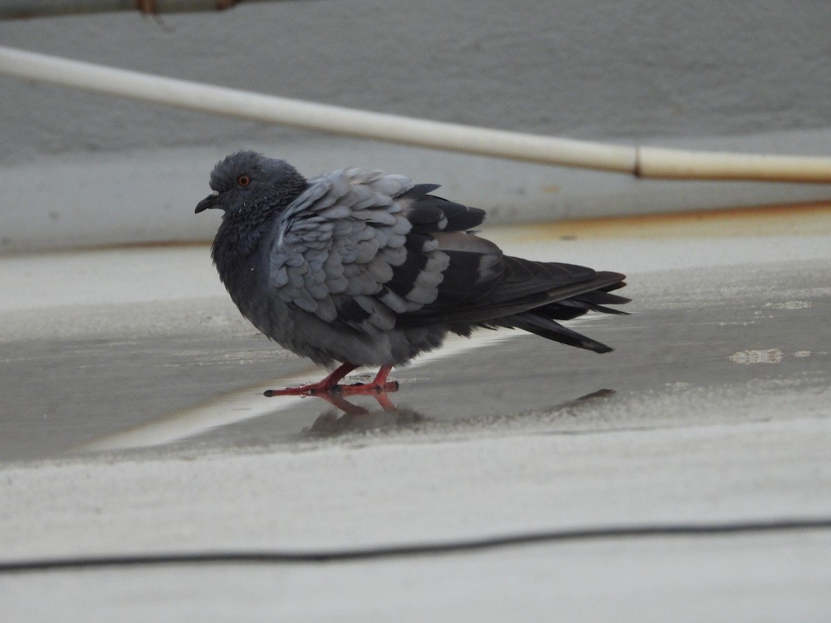 Rock Pigeon (Feral Pigeon) - ML622070022