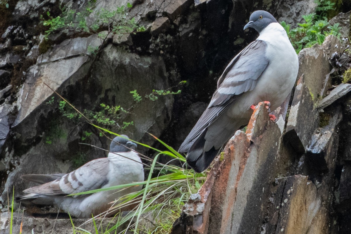 Snow Pigeon - ML622070061