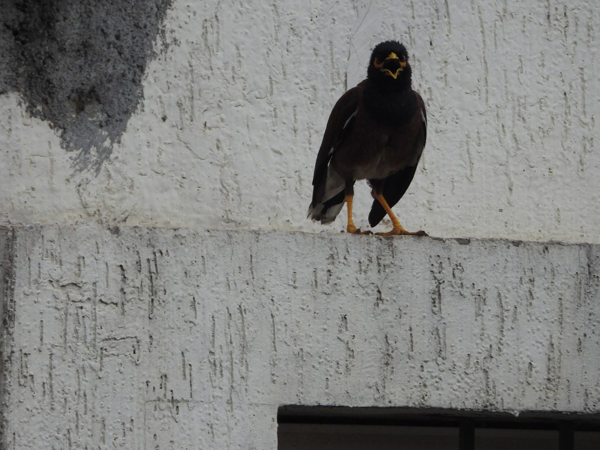 Common Myna - ML622070069