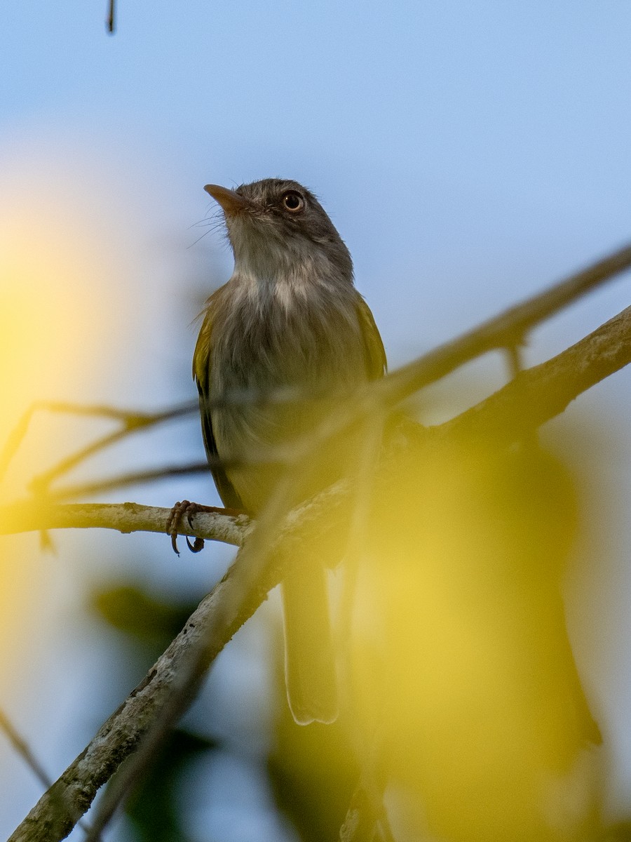Pearly-vented Tody-Tyrant - ML622070070