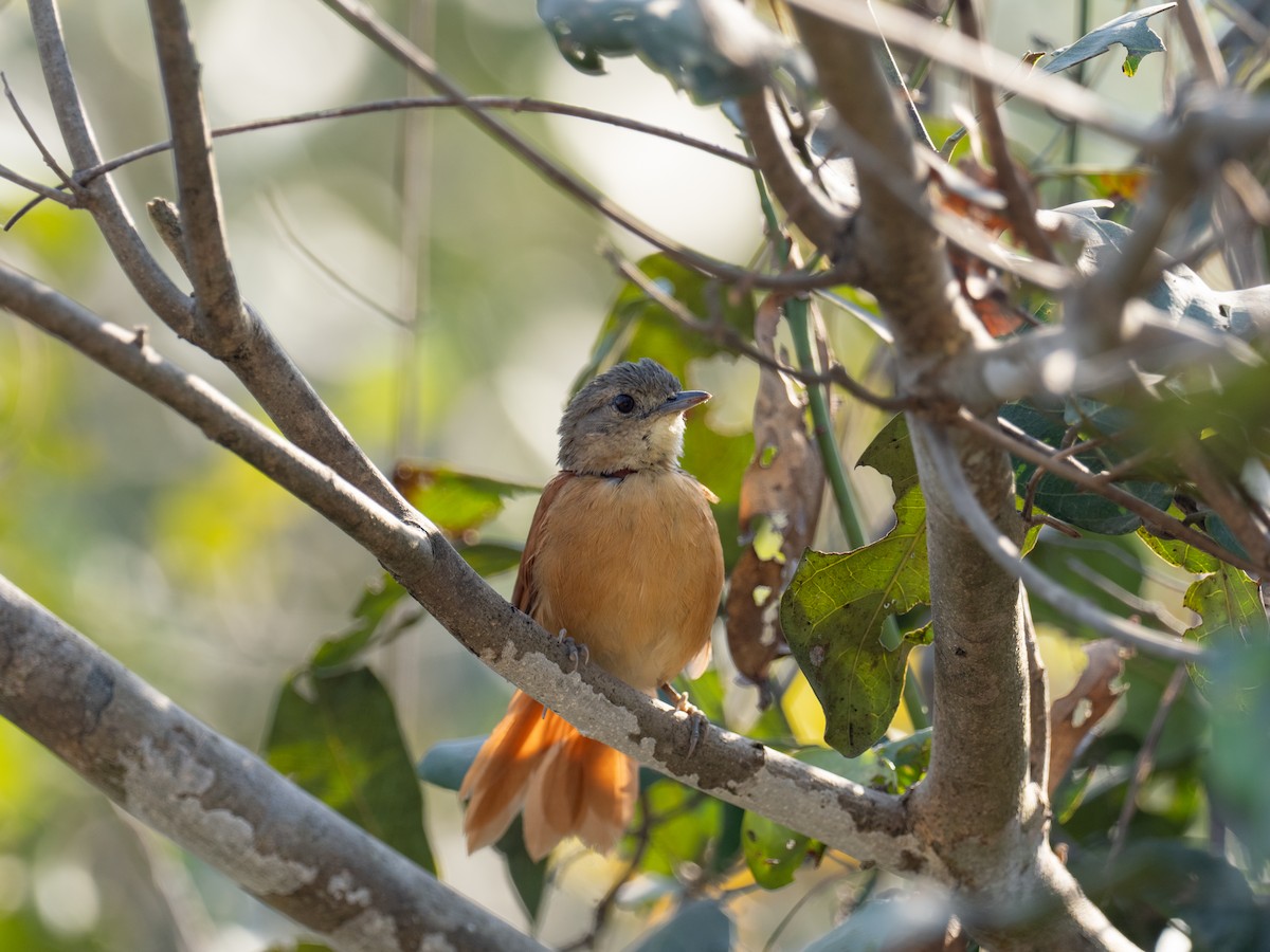 White-lored Spinetail - ML622070078