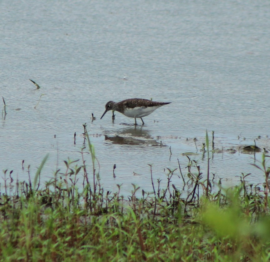 Einsiedelwasserläufer - ML622070083