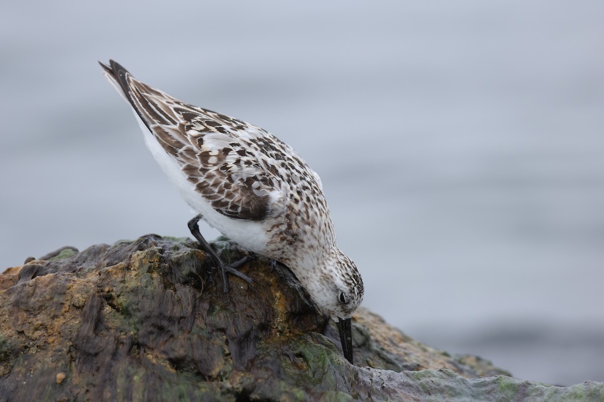 Sanderling - Braden Ribbens