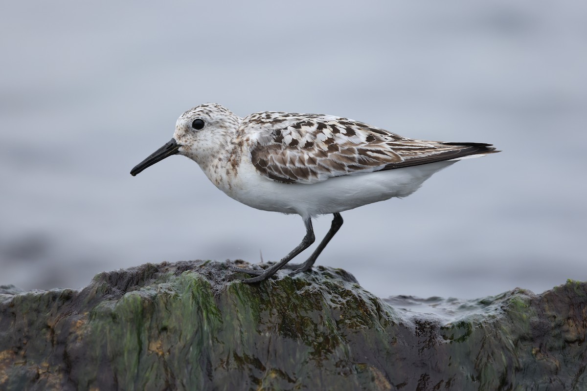 Sanderling - Braden Ribbens