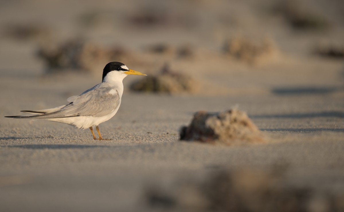 Least Tern - ML622070163