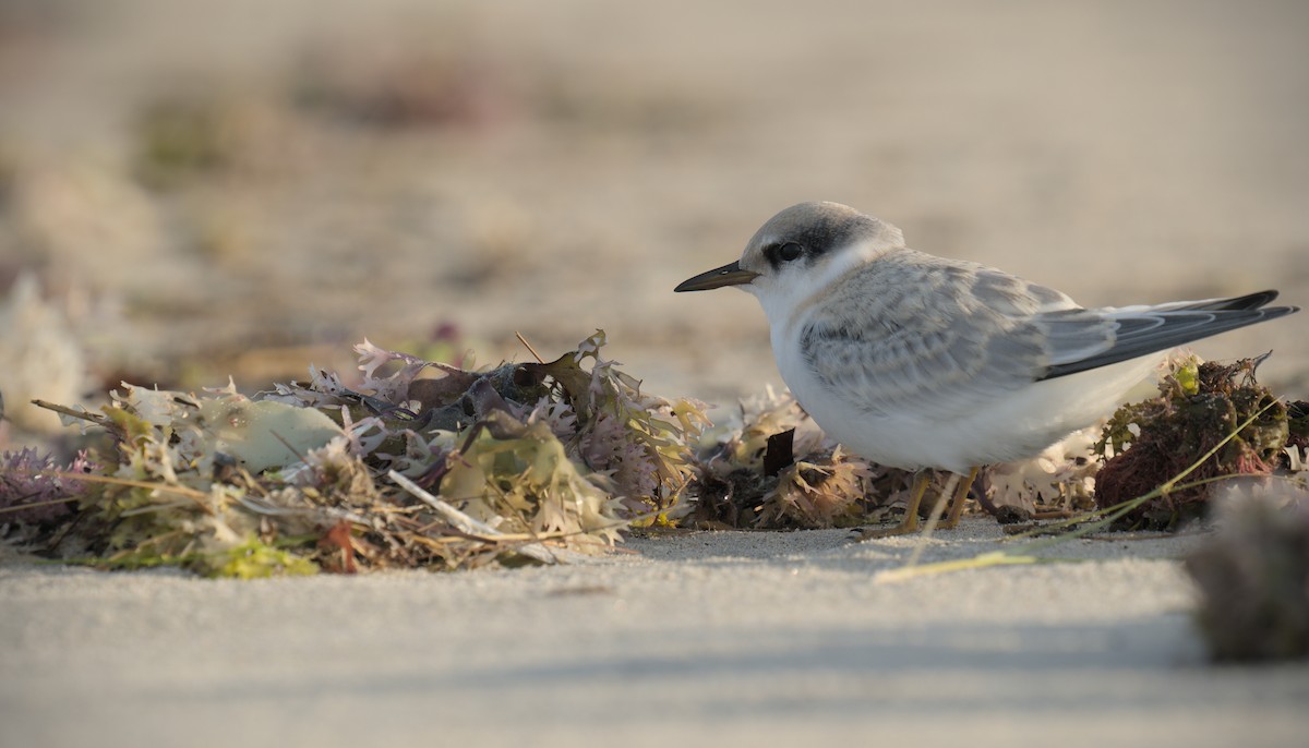 Least Tern - Nolan Hayden