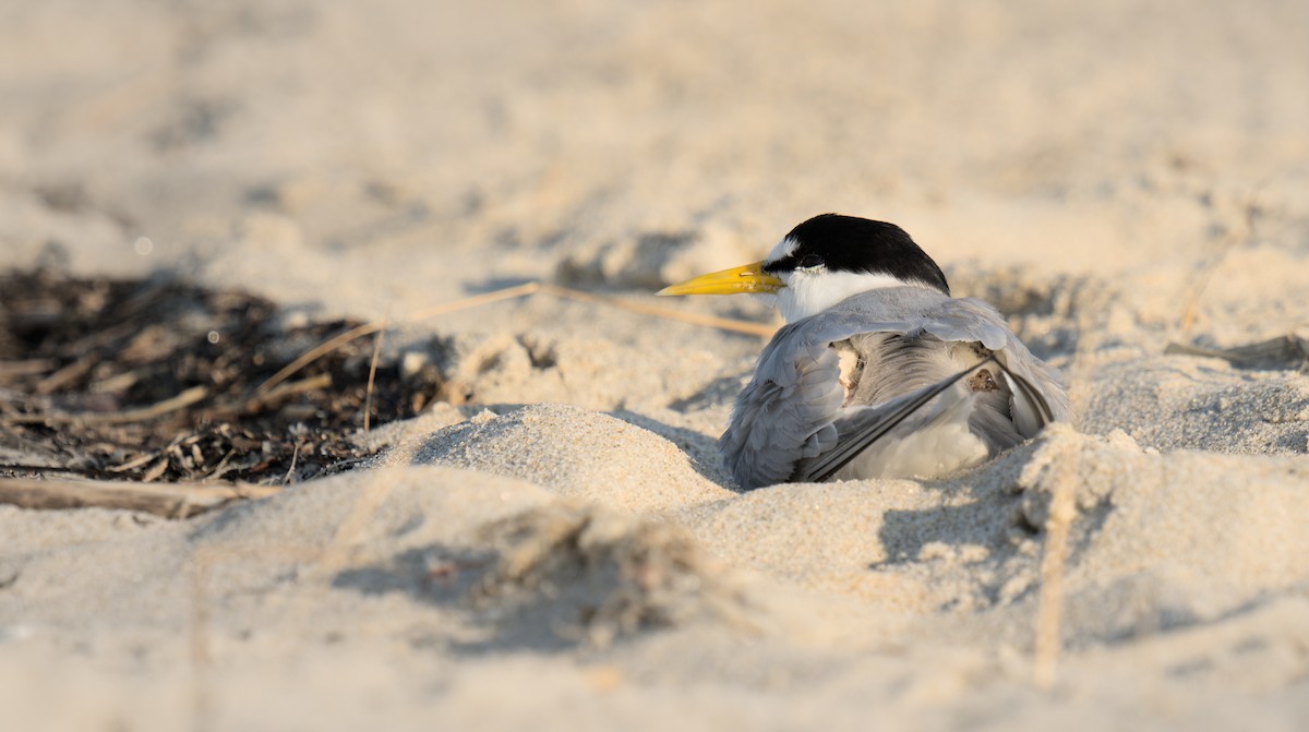 Least Tern - Nolan Hayden