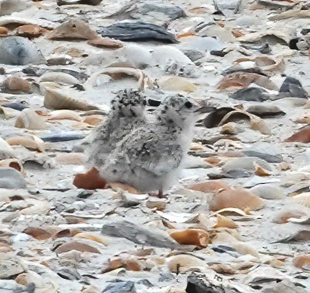 Least Tern - ML622070234