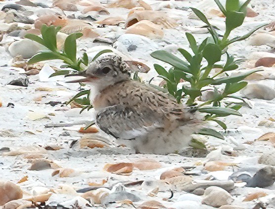 Least Tern - ML622070235