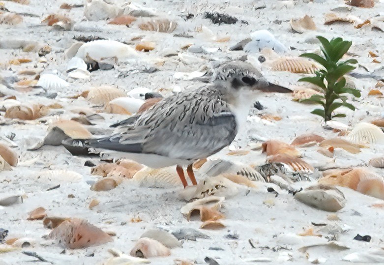 Least Tern - Pam Kleinsasser