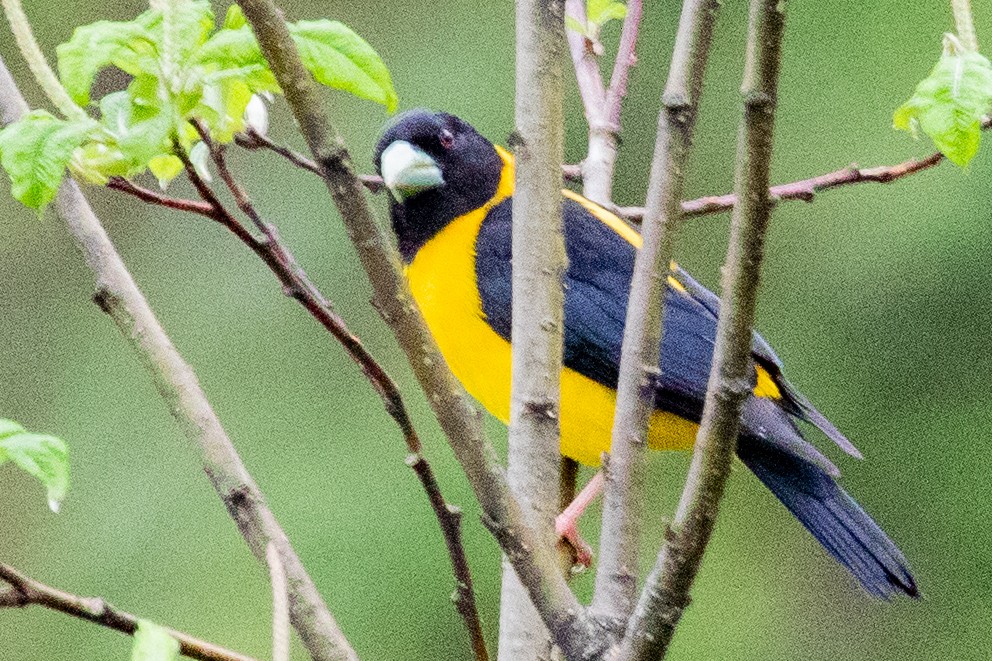 Collared Grosbeak - Sue Wright