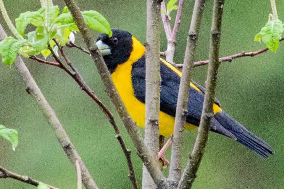 Collared Grosbeak - Sue Wright