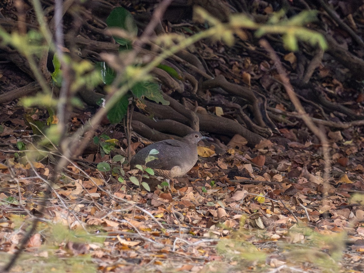 Undulated Tinamou - ML622070356