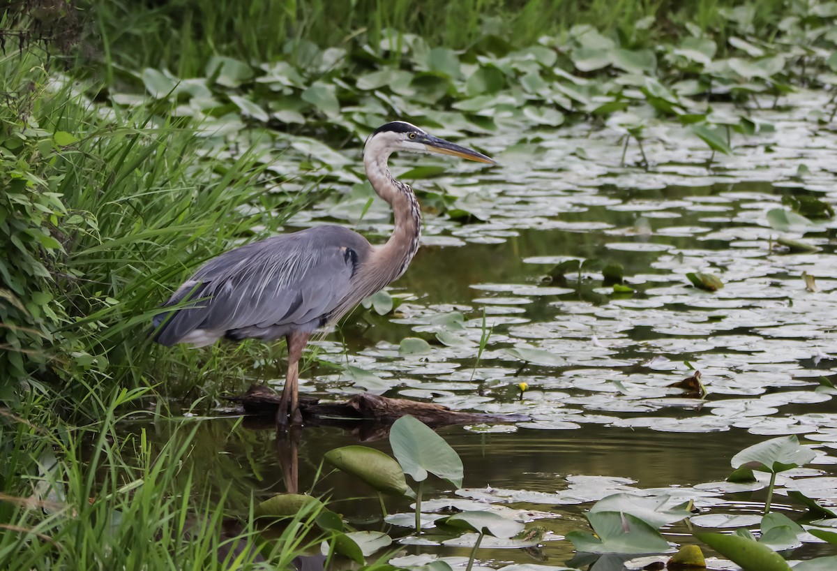 Great Blue Heron - ML622070364