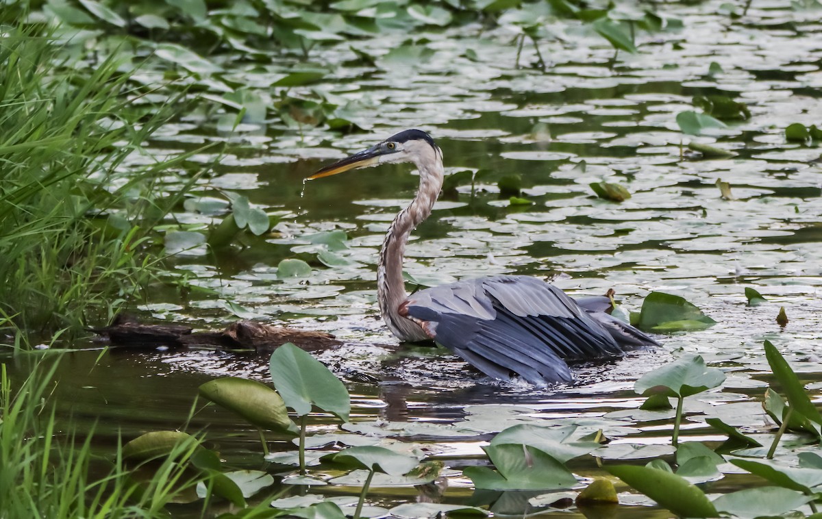 Great Blue Heron - ML622070365
