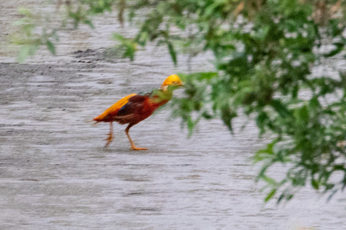 Golden Pheasant - ML622070423