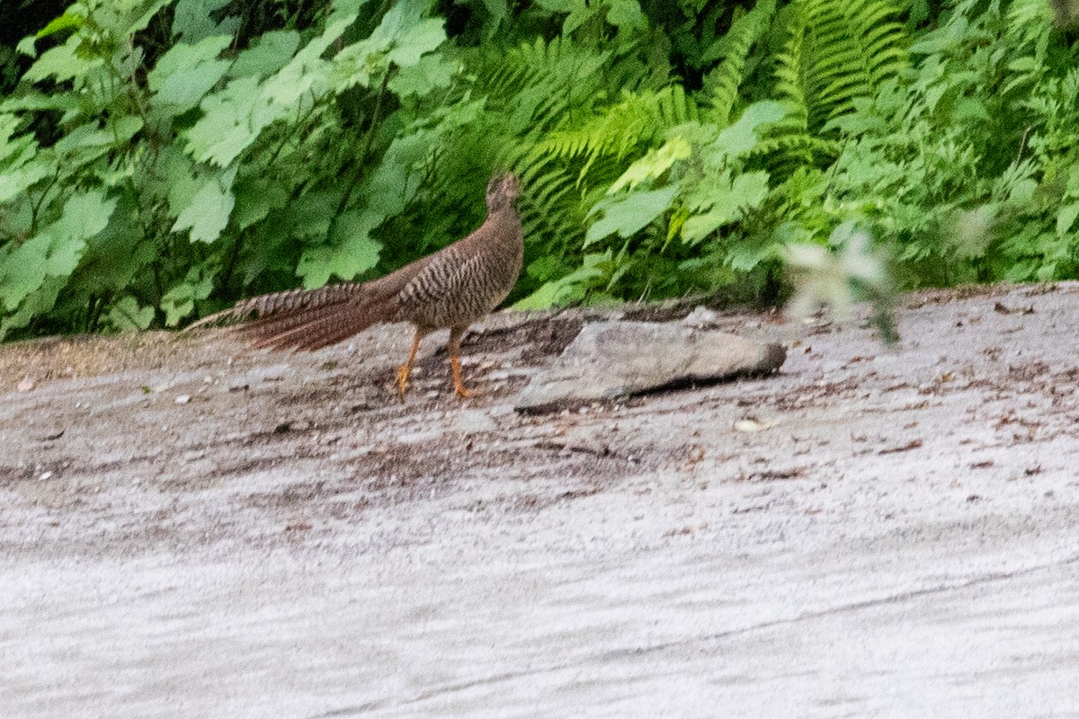 Golden Pheasant - ML622070429