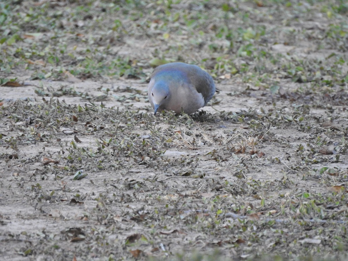 White-tipped Dove - Juan Isacch