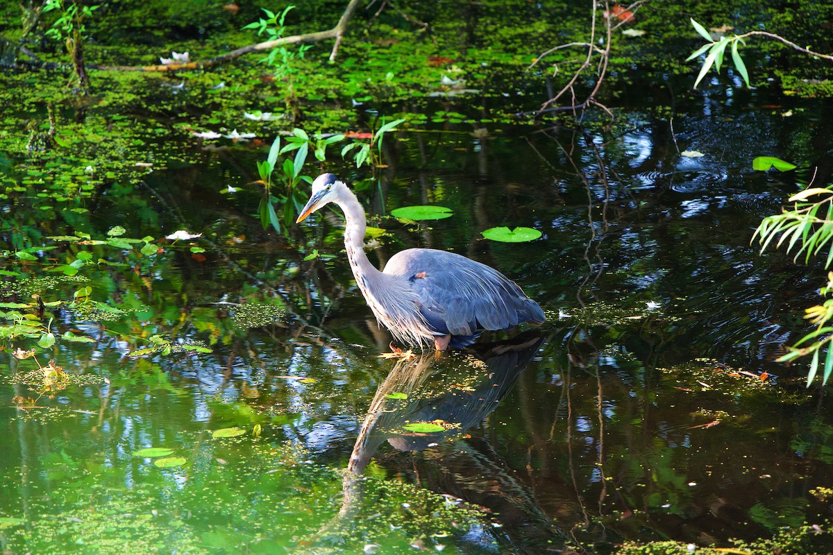 Great Blue Heron - ML622070499