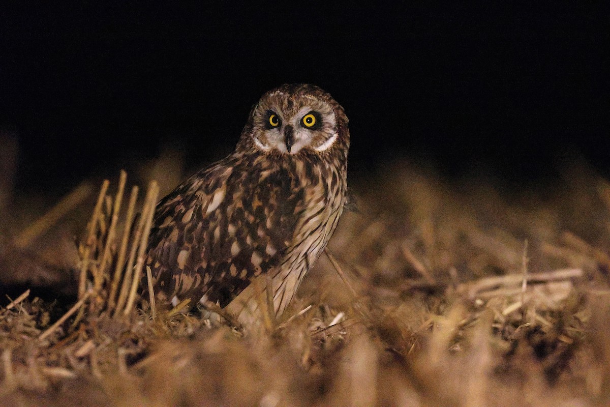 Short-eared Owl - ML622070504