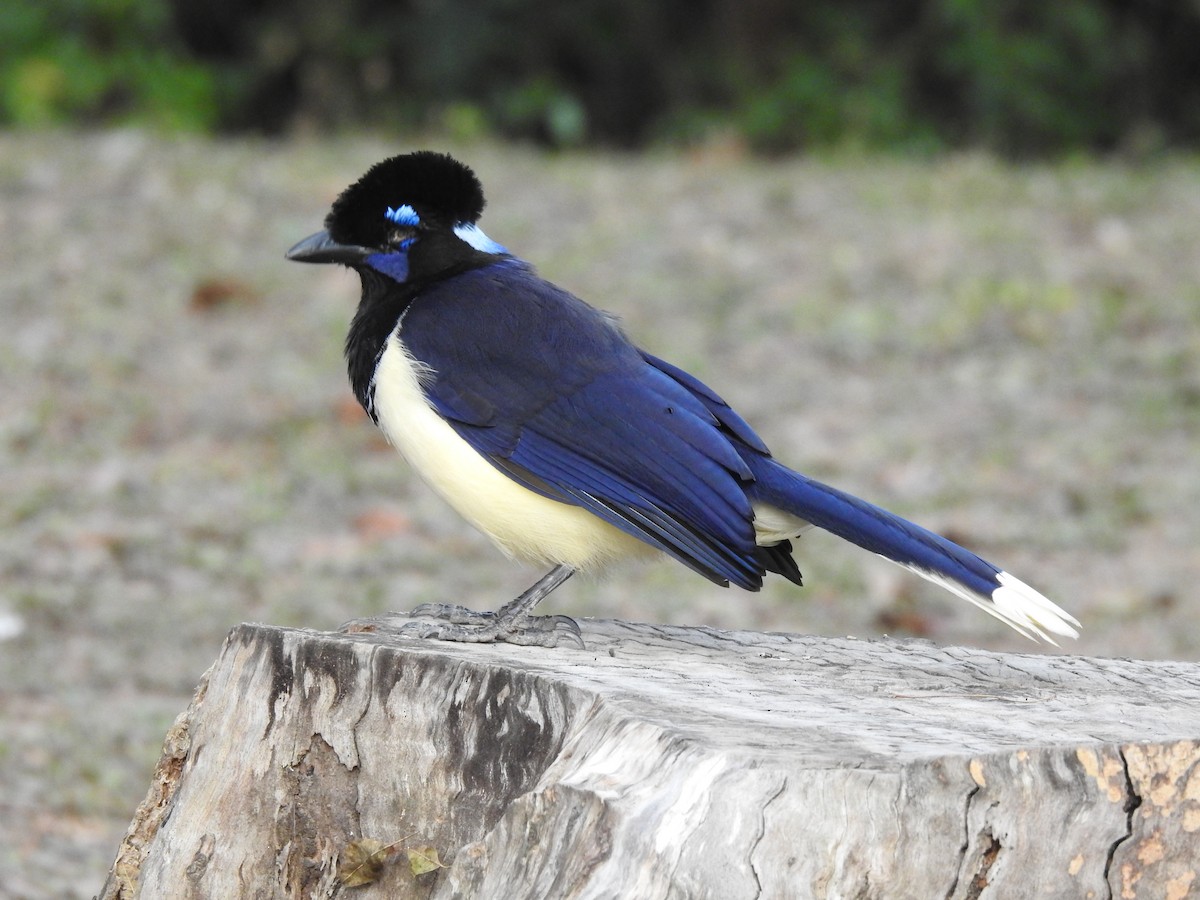 Plush-crested Jay - ML622070506