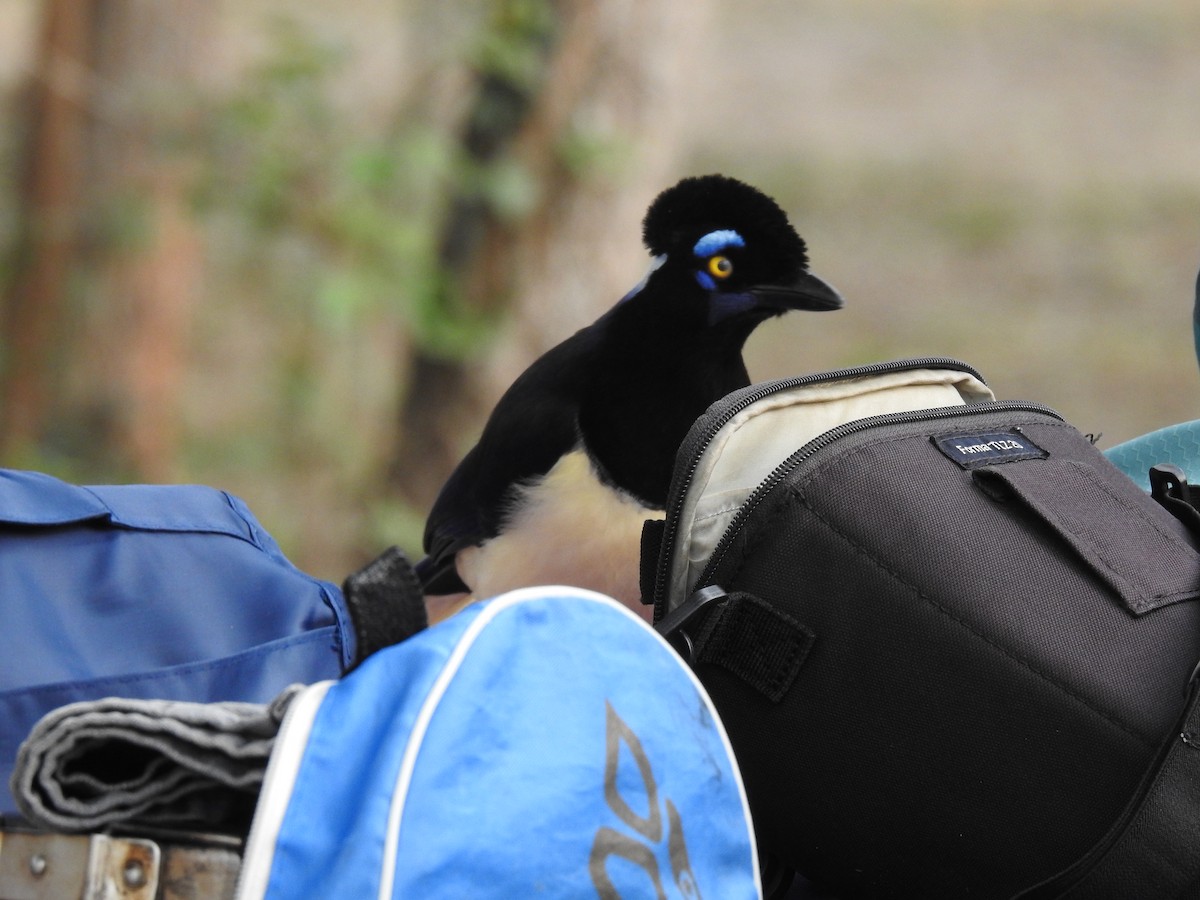 Plush-crested Jay - ML622070507