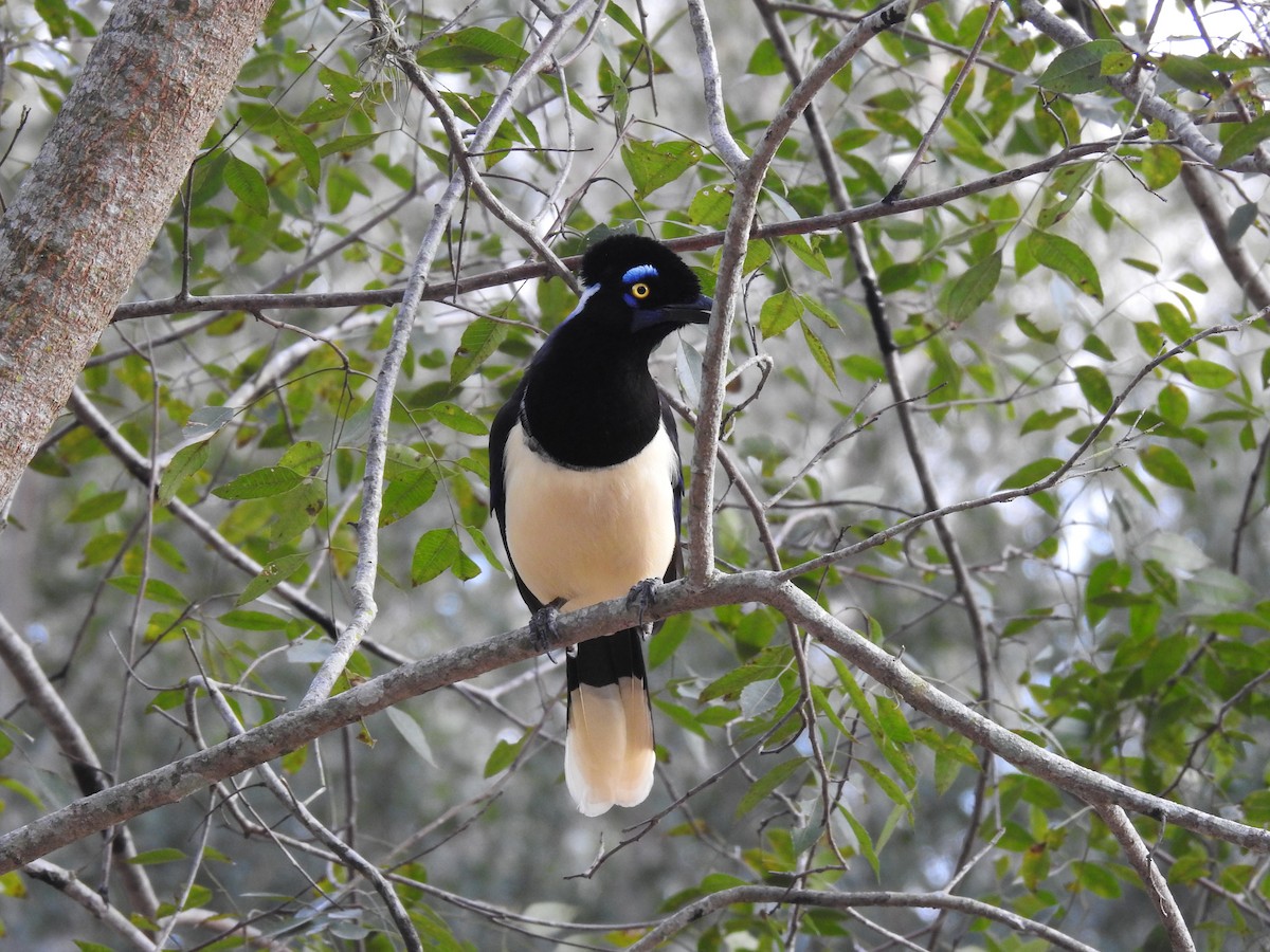 Plush-crested Jay - ML622070508