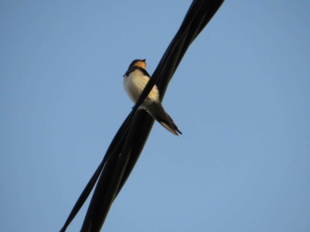 Barn Swallow - ML622070509