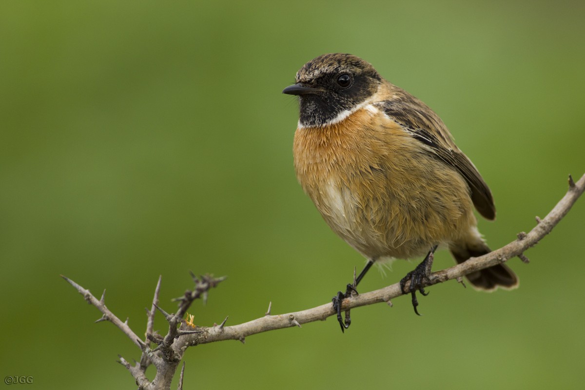 European Stonechat - ML622070510