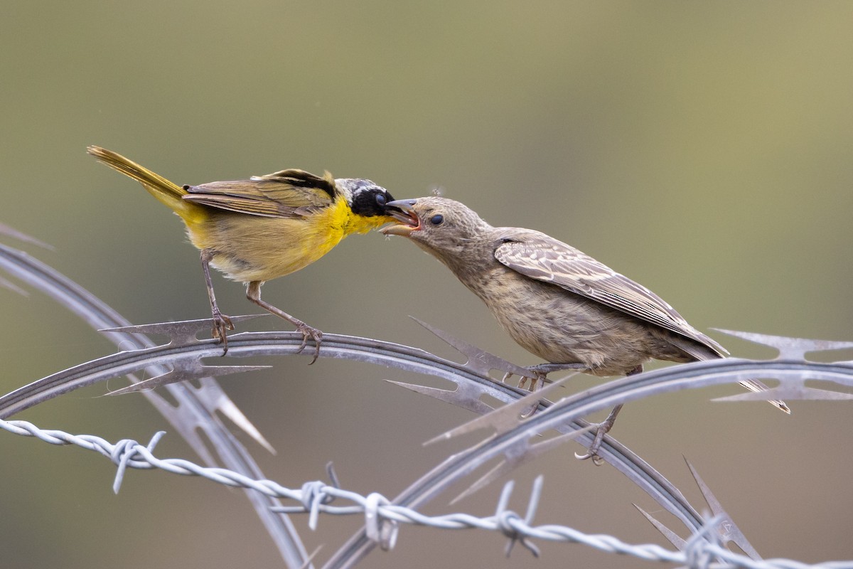 Common Yellowthroat - ML622070511