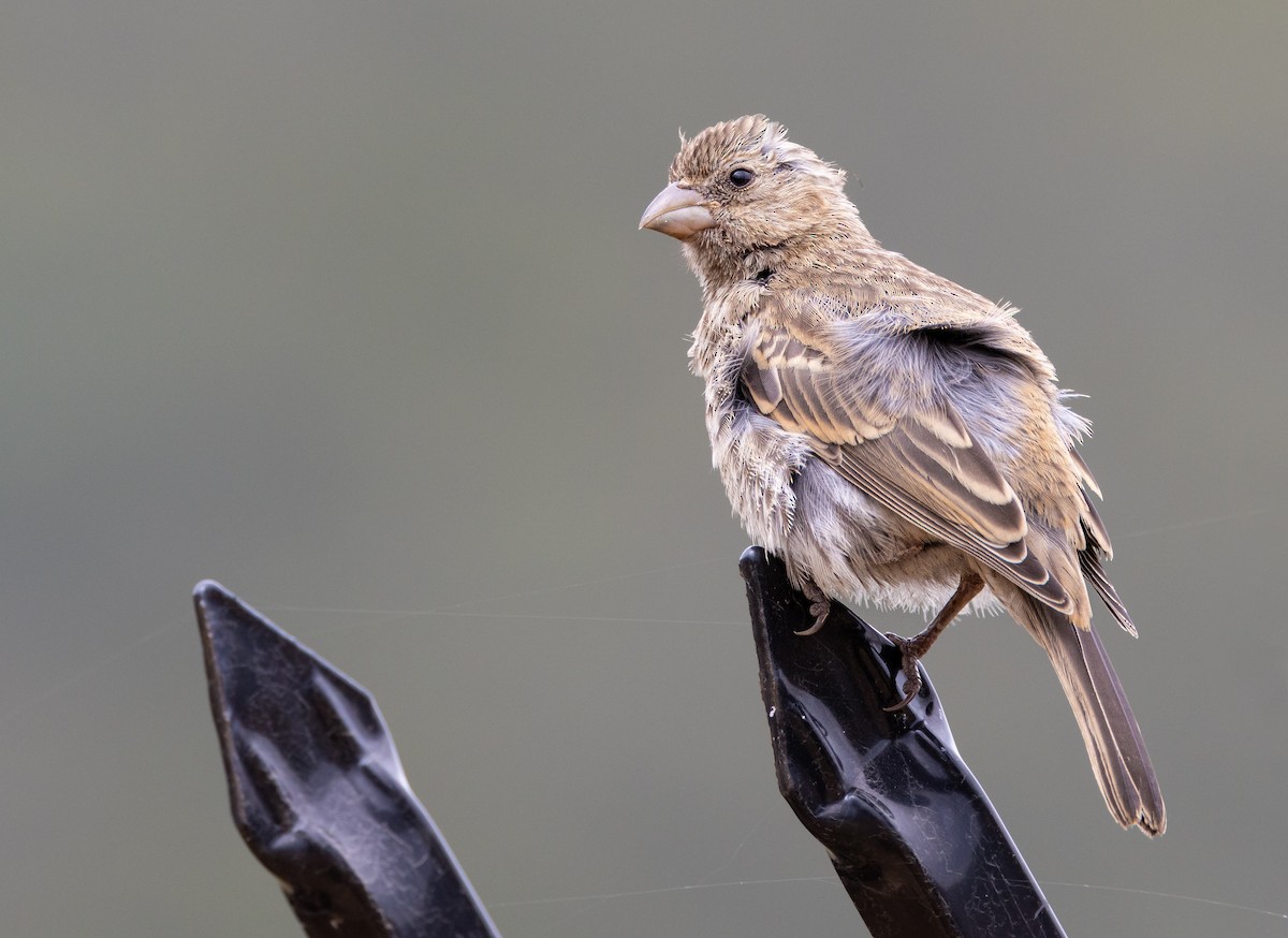 House Finch - Gavin Aquila