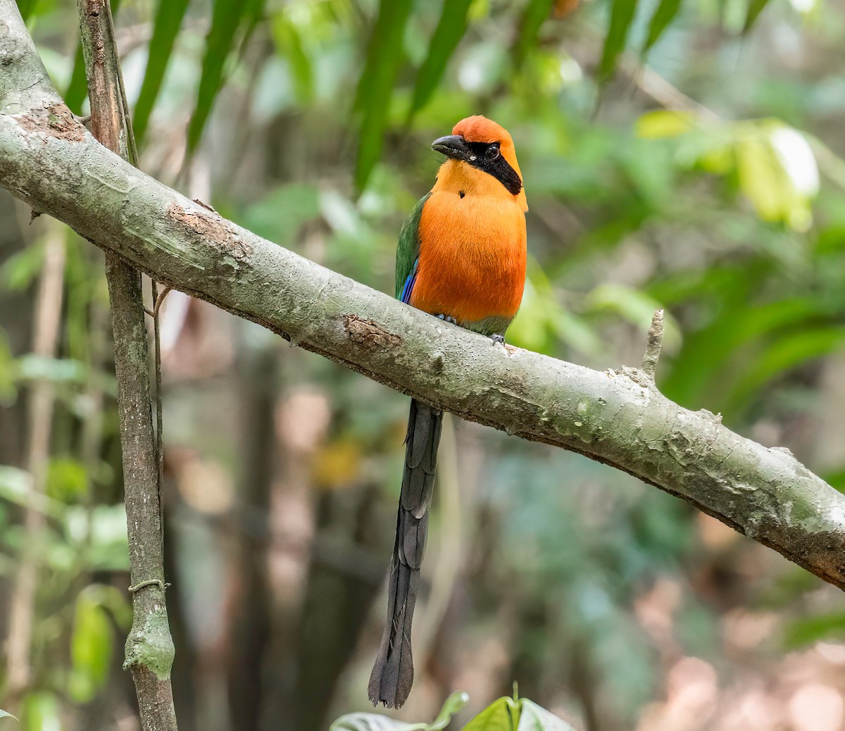 Rufous Motmot - ML622070514