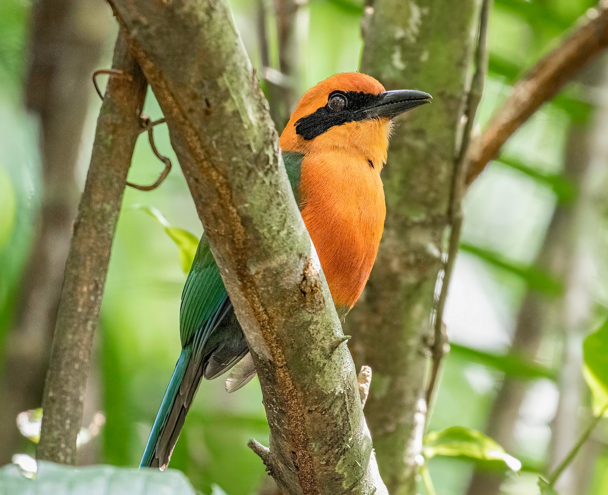 Rufous Motmot - Mac Aragon