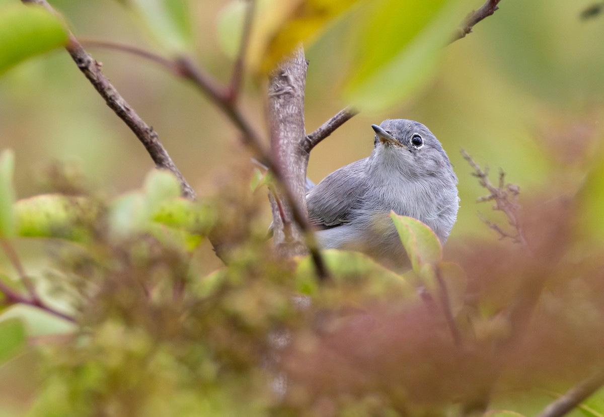 Blue-gray Gnatcatcher (obscura Group) - ML622070518