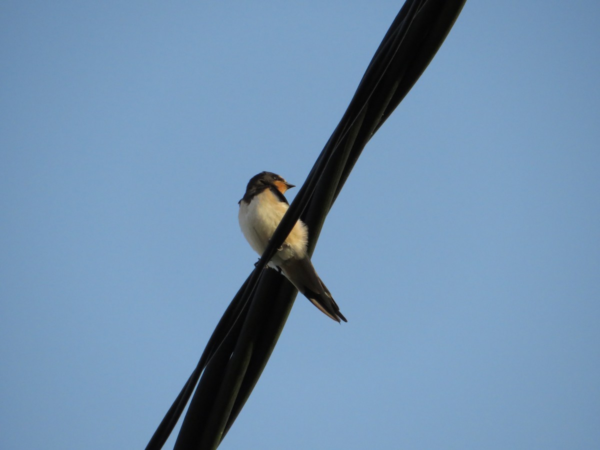 Barn Swallow - ML622070519