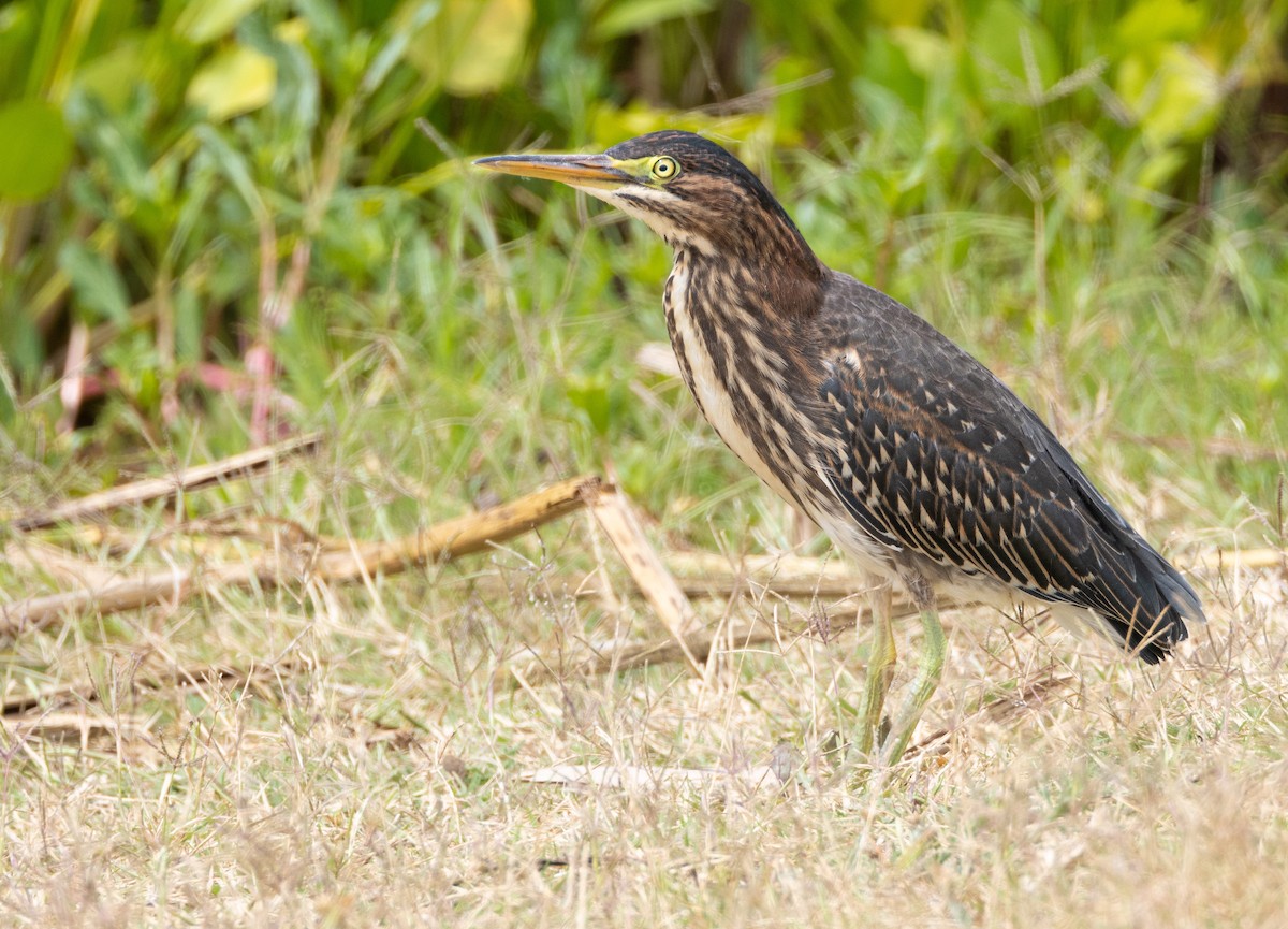 Green Heron - ML622070521