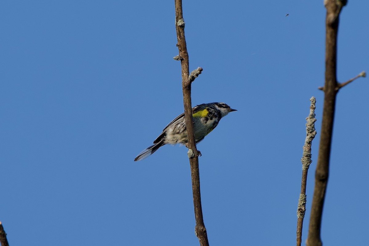 Yellow-rumped Warbler - ML622070522