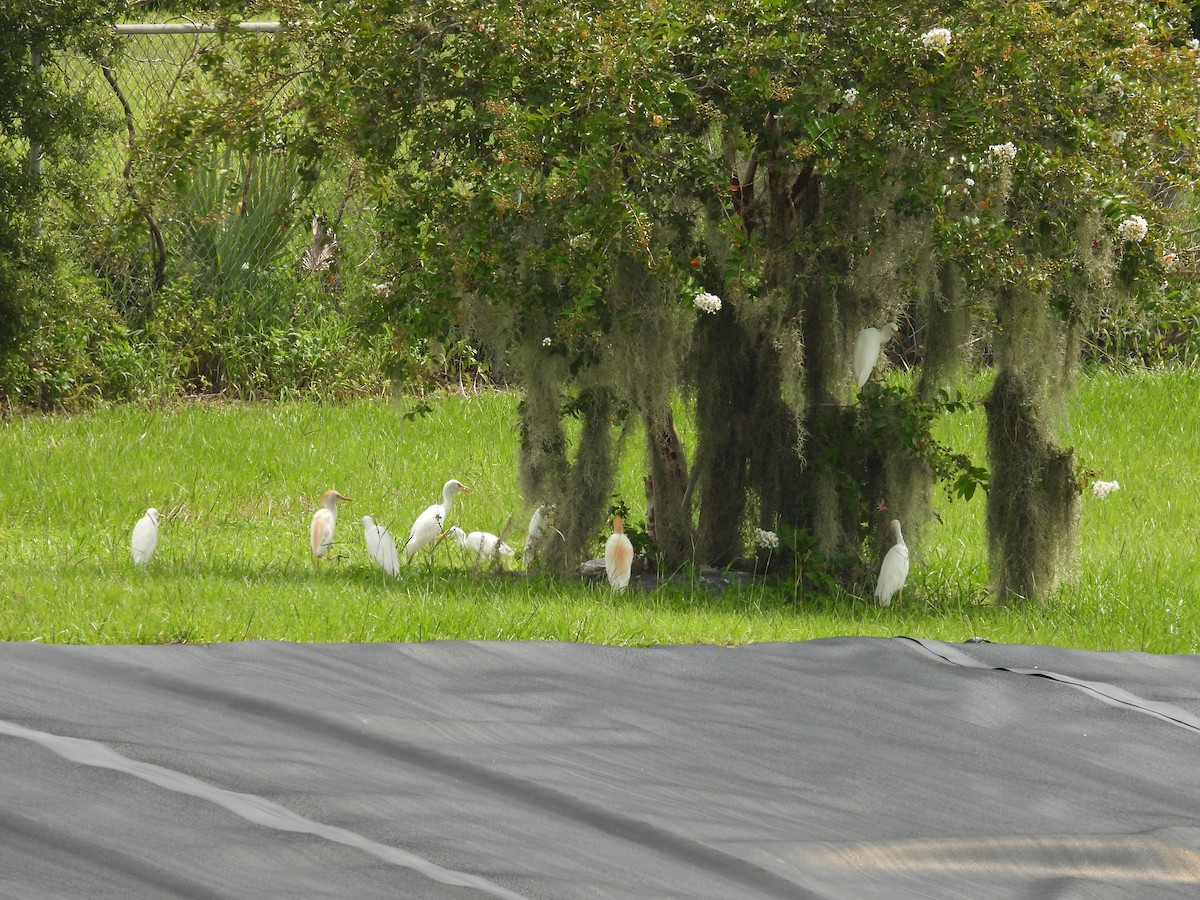 Western Cattle Egret - John  Paalvast