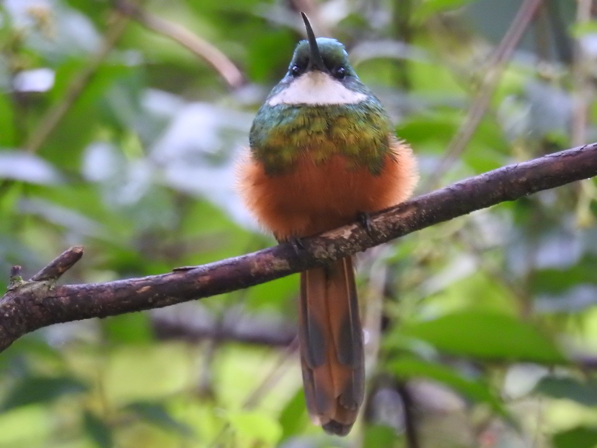 Rufous-tailed Jacamar - ML622070524