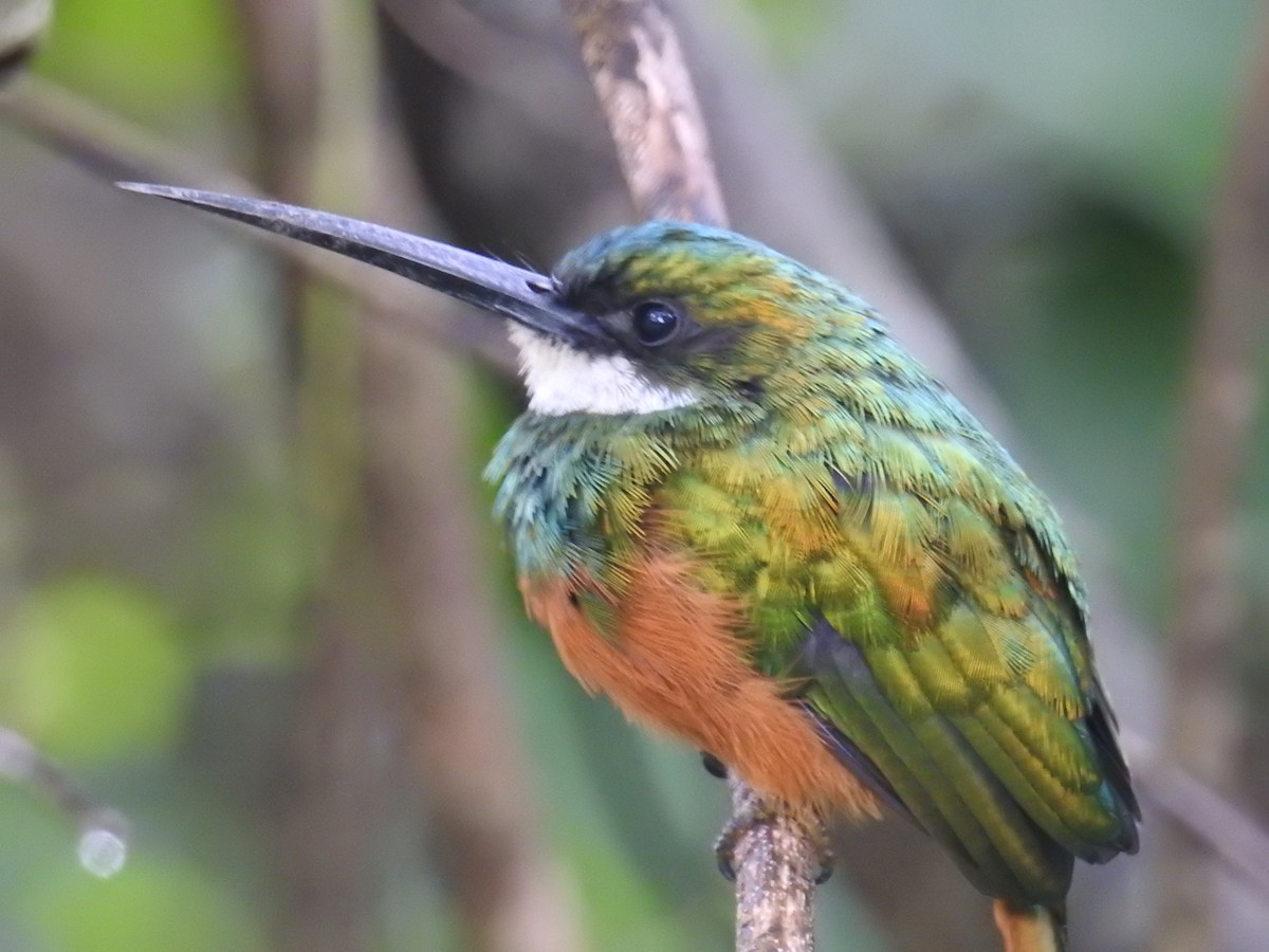 Rufous-tailed Jacamar - ML622070525