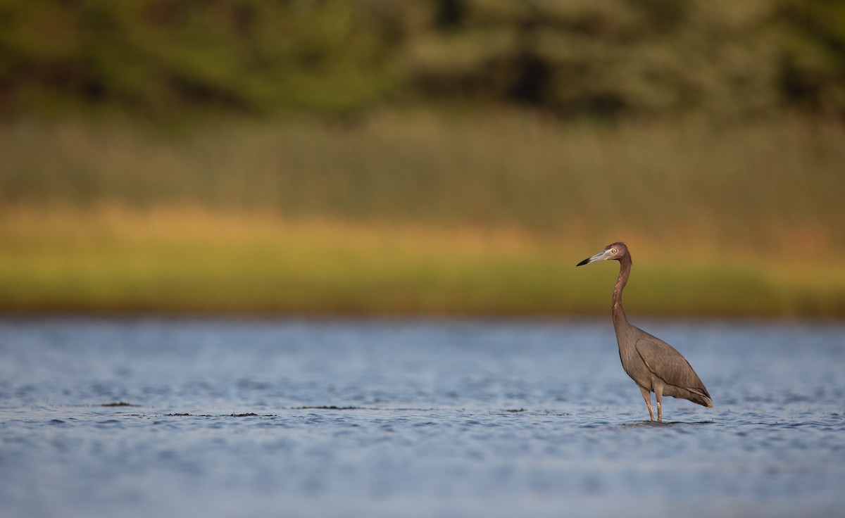 Little Blue Heron - Owen Leggio